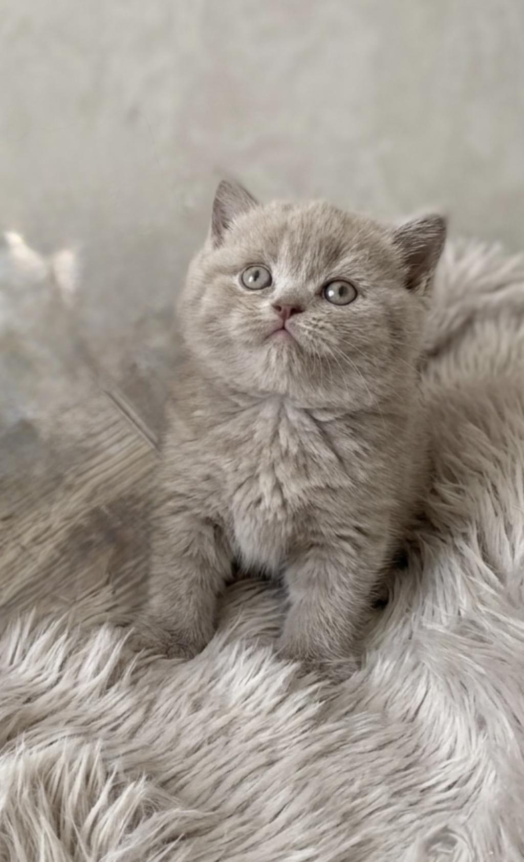 British Shorthair (lilac) Renk