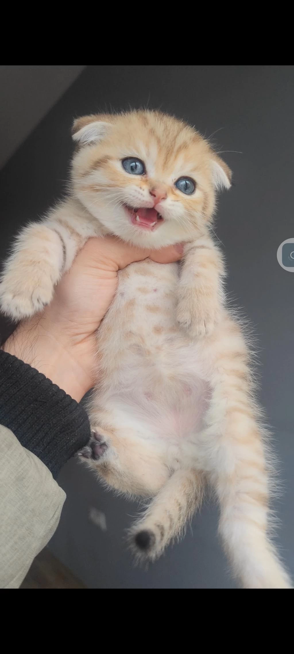 Scottish Fold Kedisi