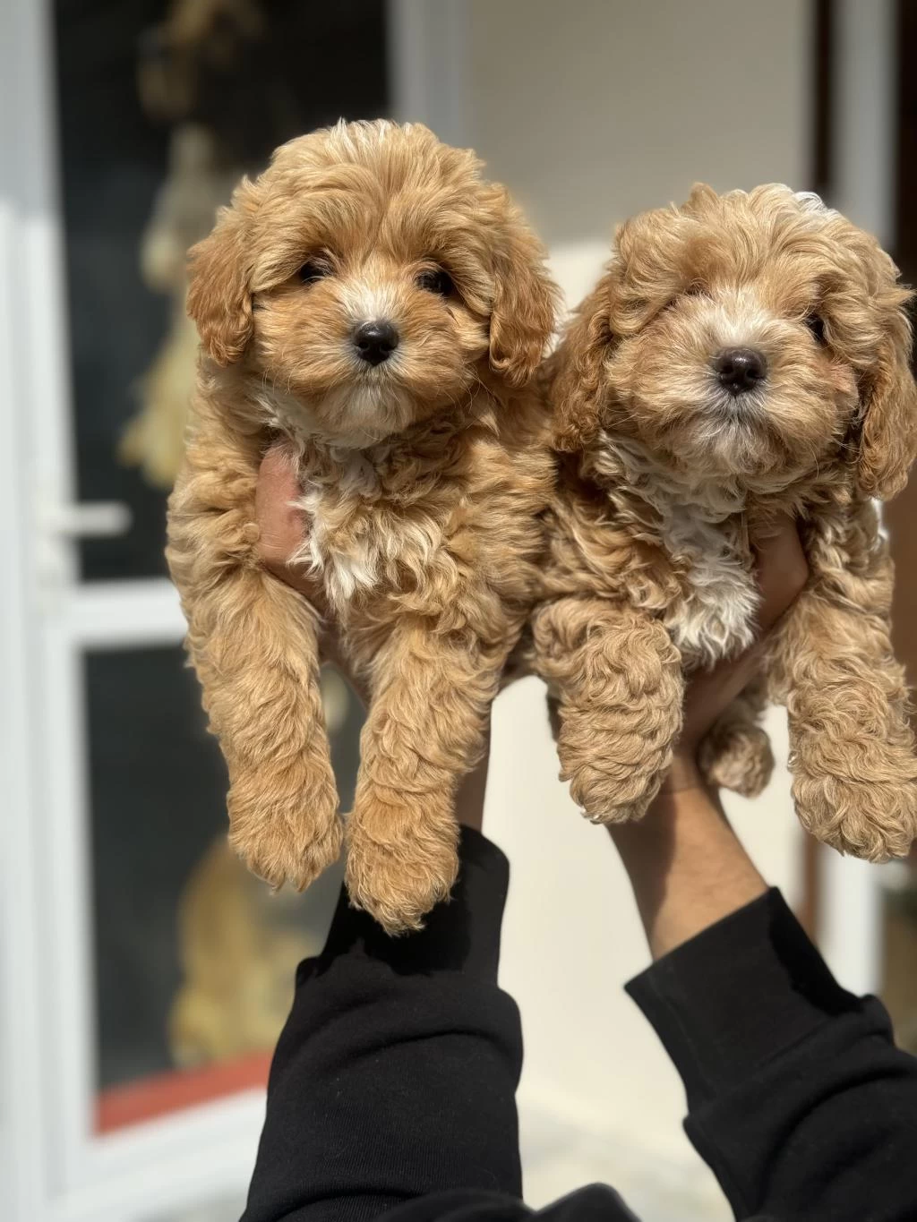 Ankarada Ziyarete Açık Maltipoo Yavrularımız