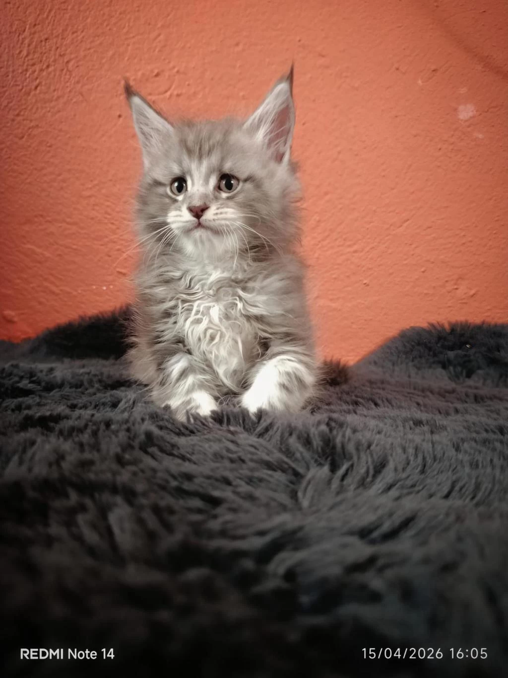 Ankarada Sçr Belgeli Maine Coon Yavrularımız