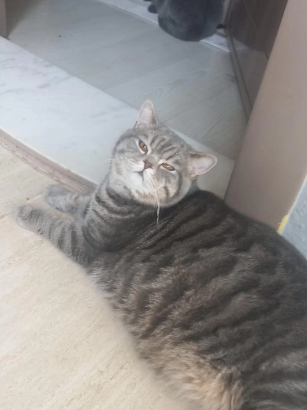 9 Aylık Erkek Kedimiz
