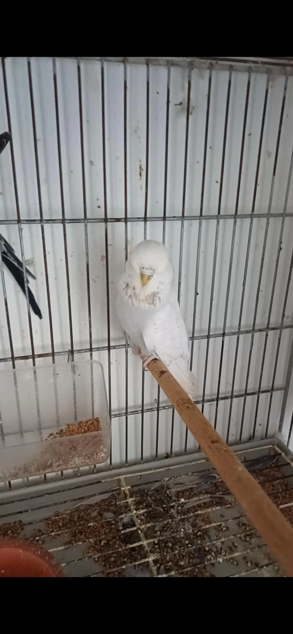 Muhabbet Kuşu Show Jumbo