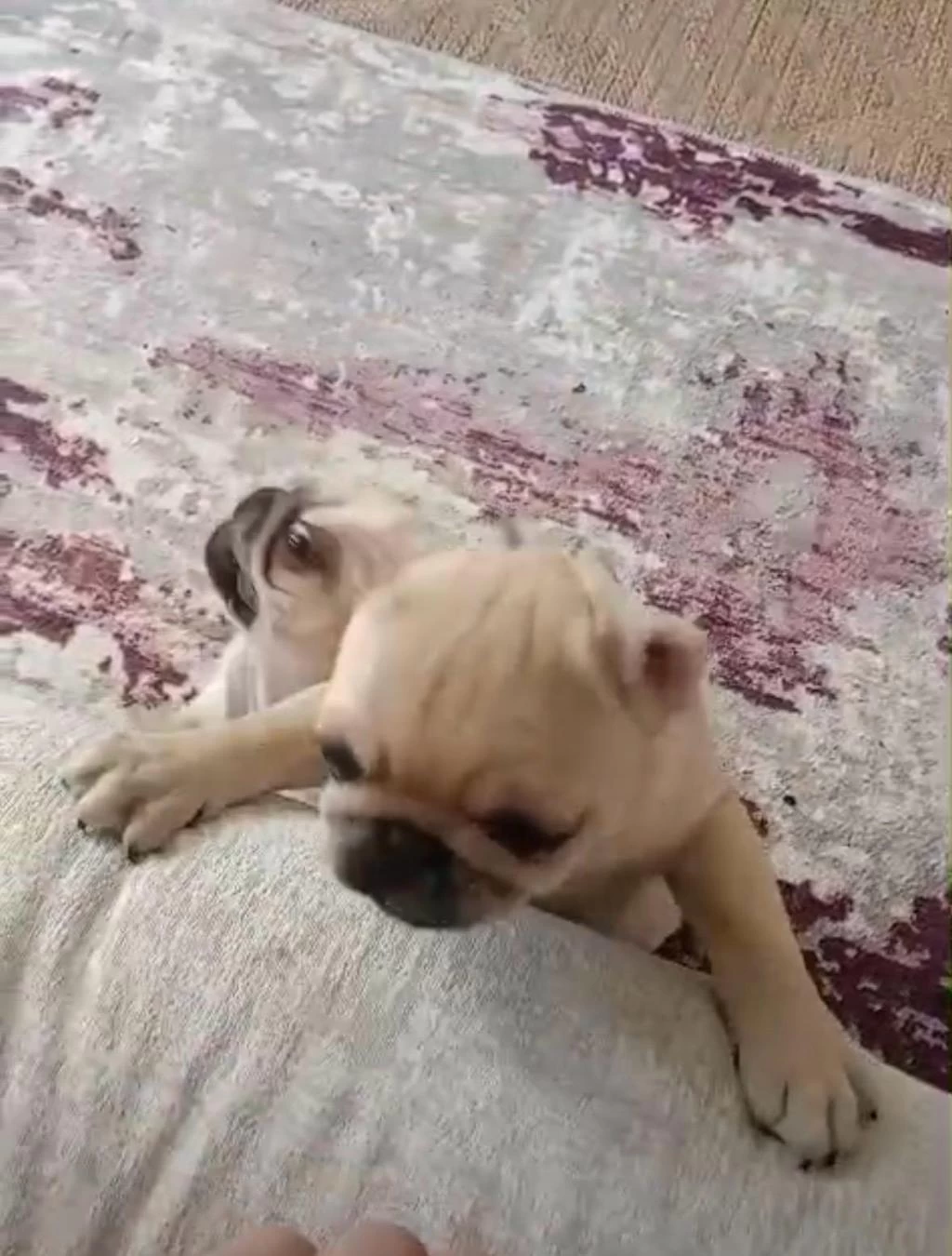 Pug Mops Yavrular İrk Sağlık Garantili