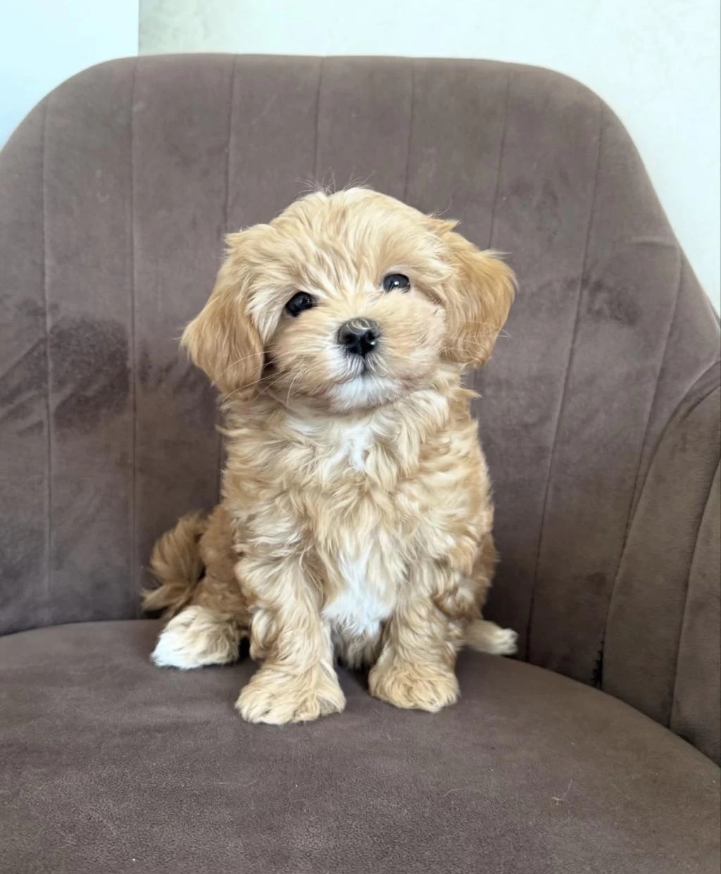 Maltipoo Yavrularımız Yeni Evlerini Bekliyor