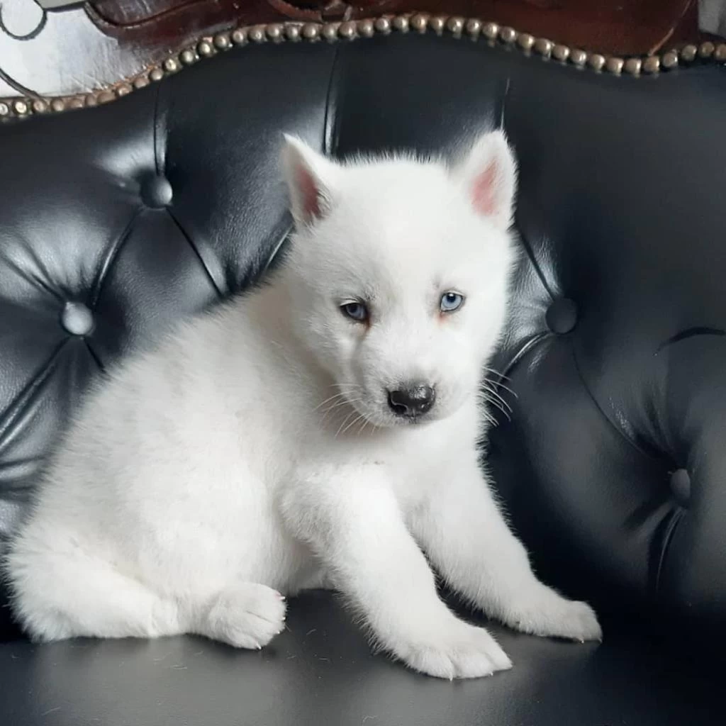 Beyaz Mavi Gözlü Husky Sibirya Yavruları
