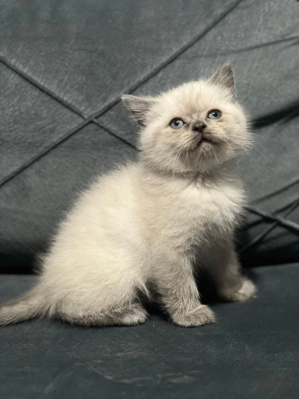 Mükemmel British Shorthair Yavrular Sakarya