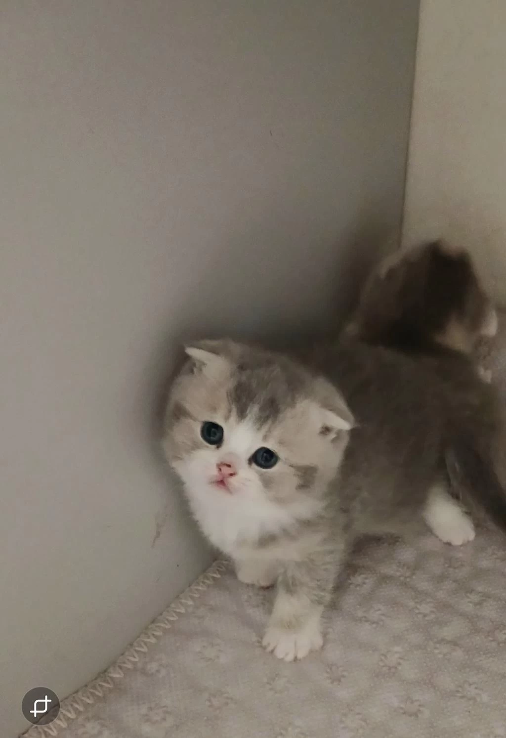 Fawn Tortie Bicolor Ve Ny22 Golden Kediler Rezerve