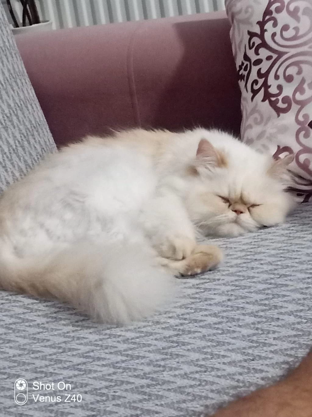 İran Kedisi 4 Yaşında Dişi