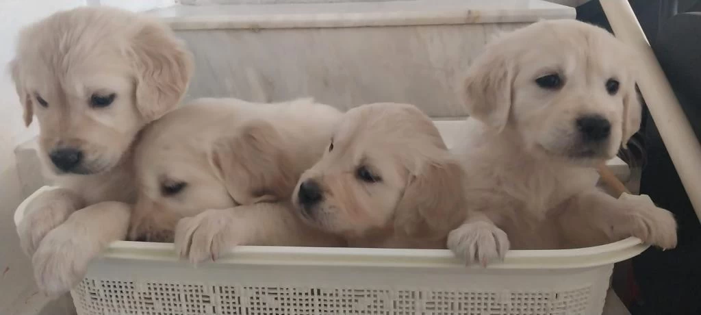 Sağlıklı Golden Retriever Yavruları