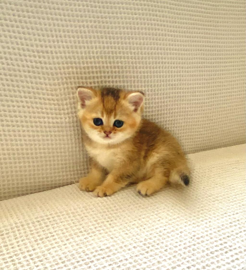 Golden Ny25 Altın Sarısı Zümrüt Gözlü British Shorthair