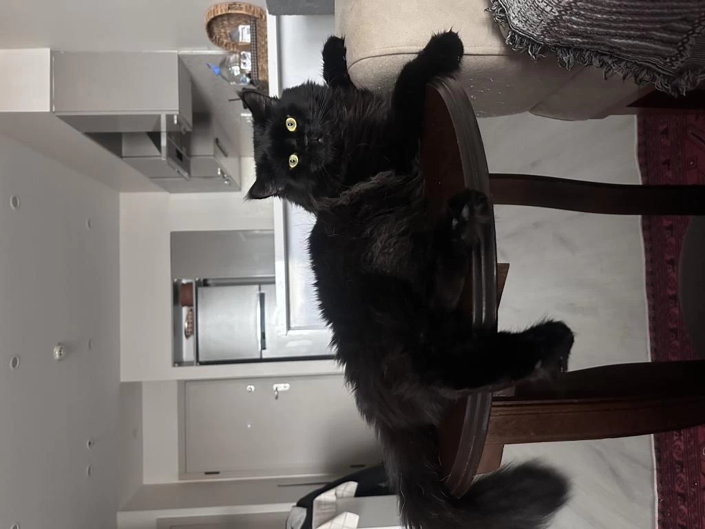 Maine Coon Erkek Kedi – Çiftleşme İçin Eş Arıyor