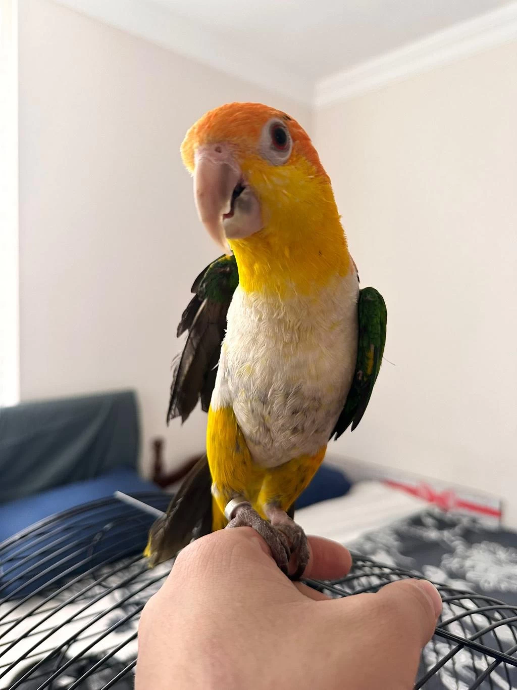 Full Evcil Maskot Caique