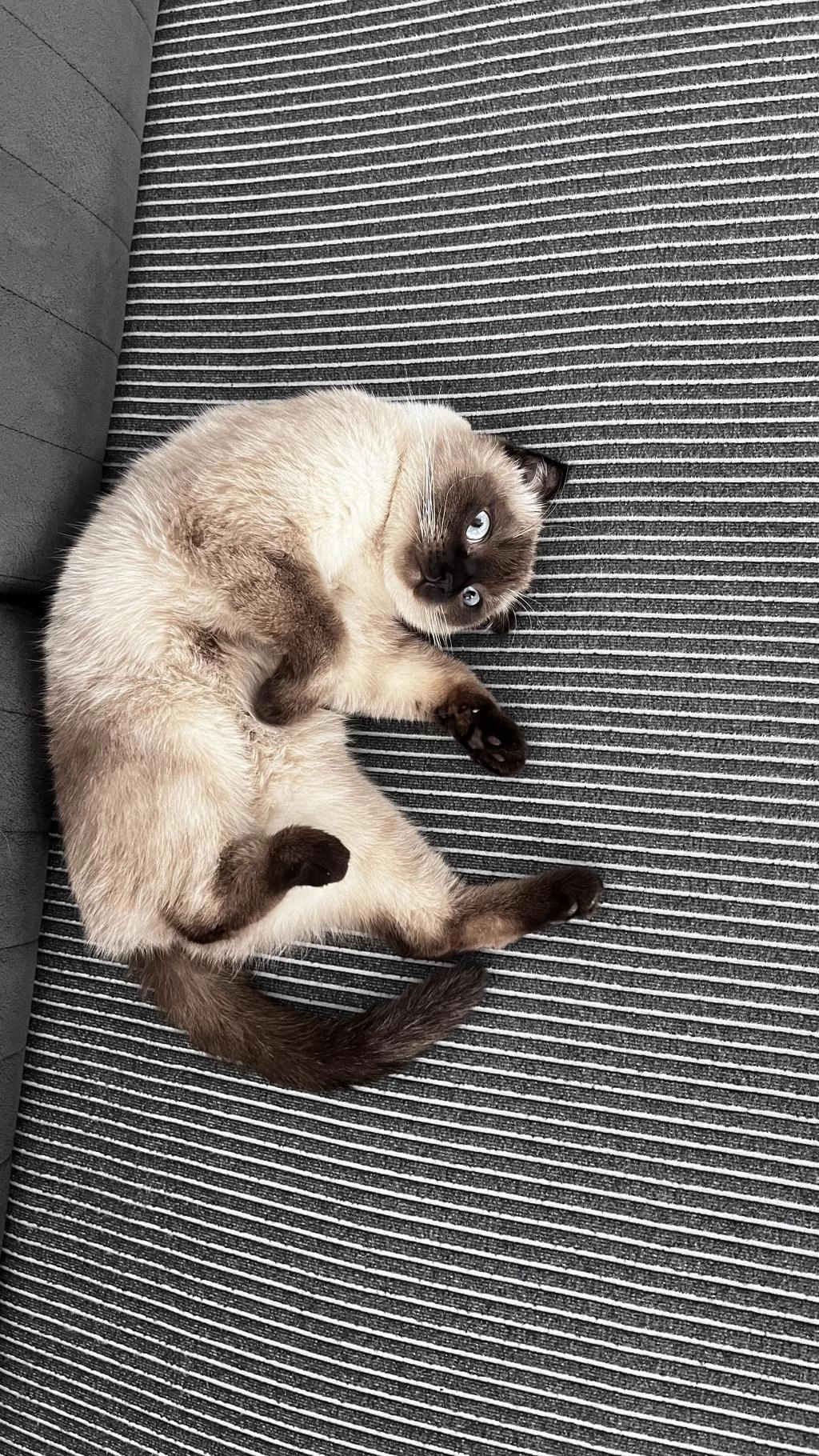 Scottish Fold Blue Point