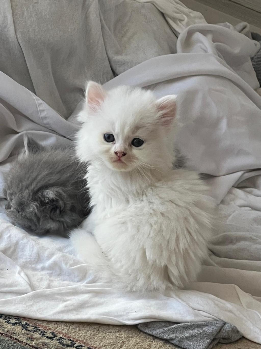 Yavru British Longhair (uzun Tüylü)