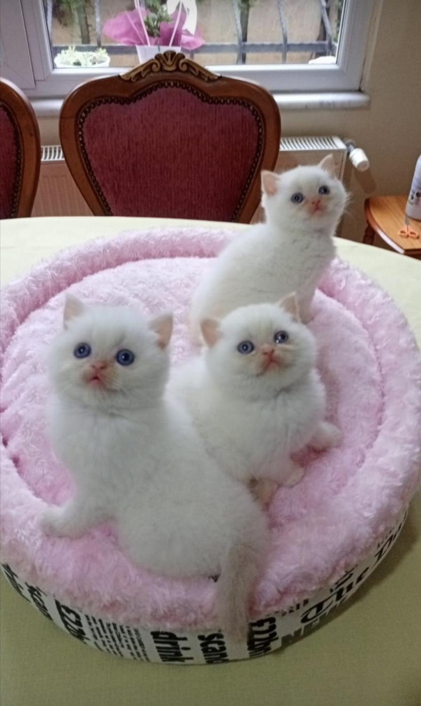 Pamuk Gibi Safkan Yavru British Shorthair