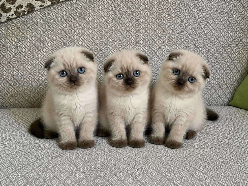 Scottish Fold Chocolate Point