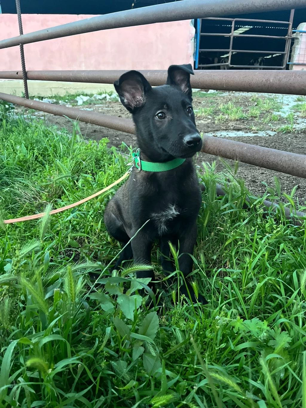A Kalite Arayana Full Aşılı Erkek Malinois Yavru