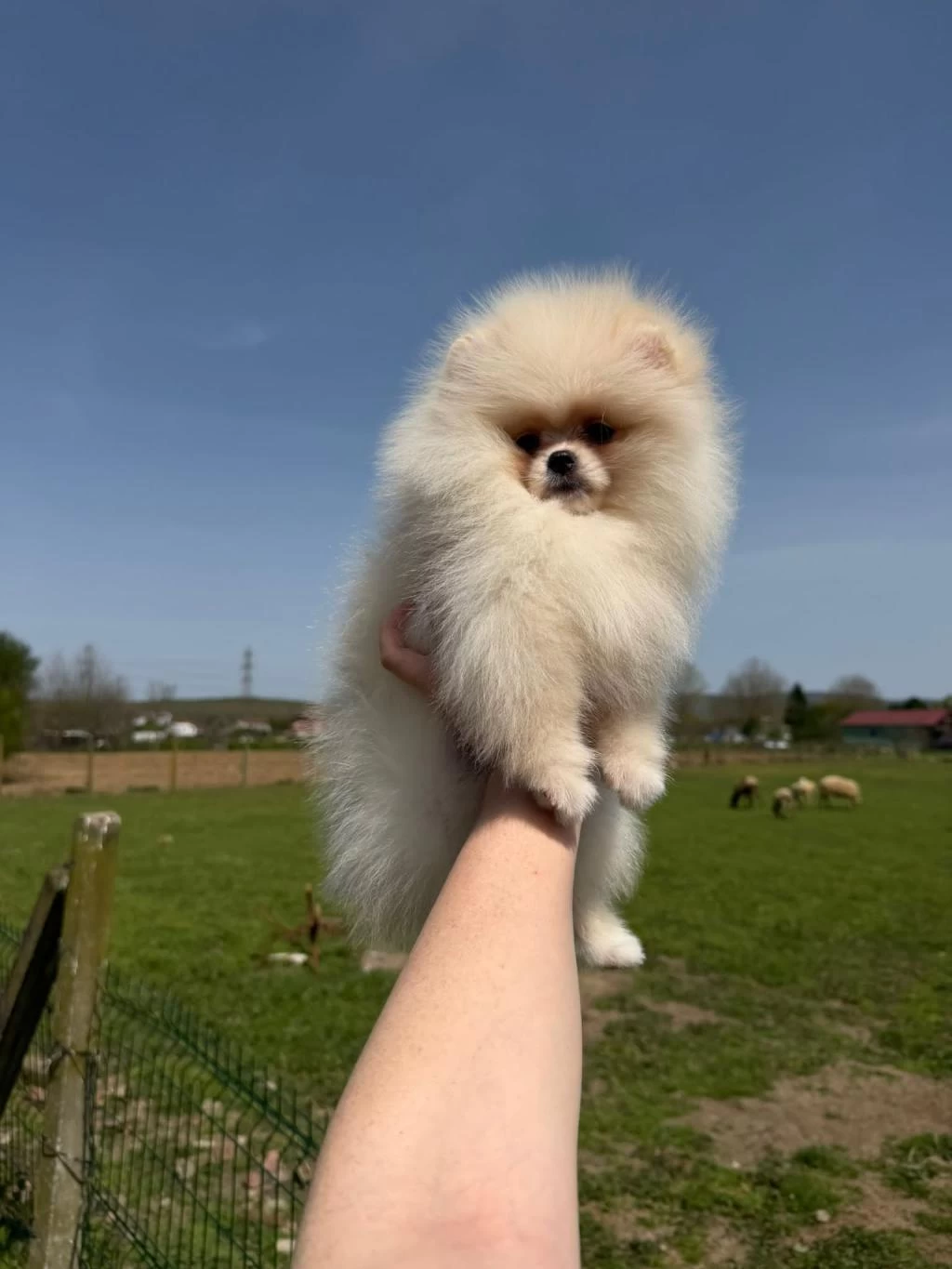 Pomeranian Yavrularımız Teslime Hazır