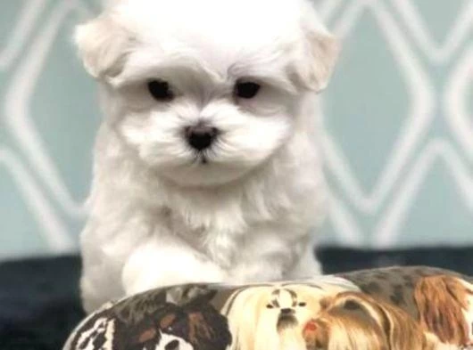 A Kalite Maltese Bebeklerimiz