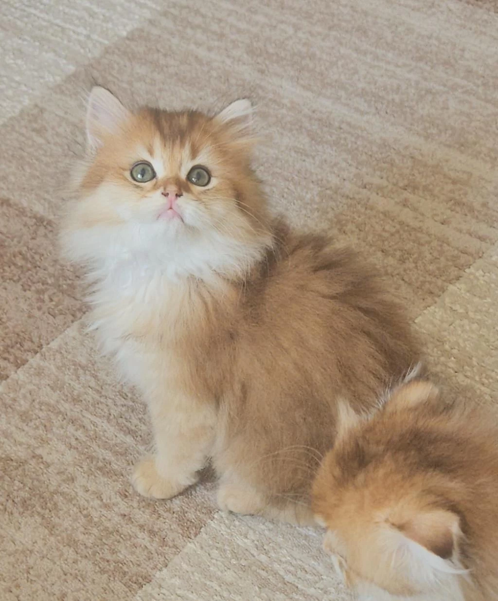 Golden Ny11 British Longhair Erkek