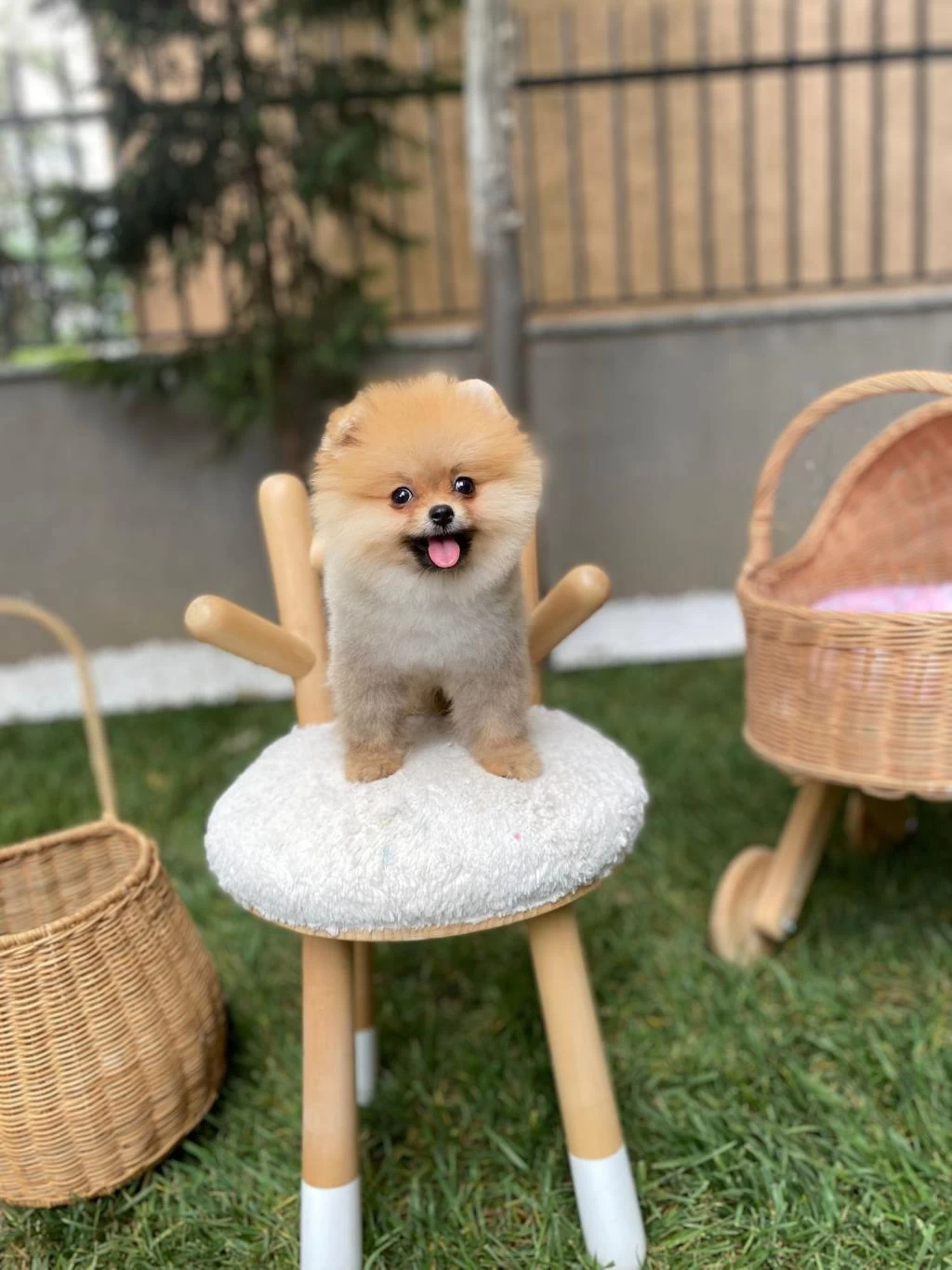 Sağlıklı Pomeranian Boo Yavrular