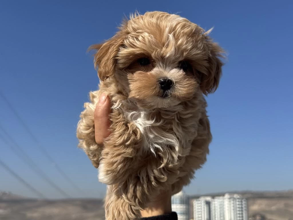 Petmode Köpek Çiftliğinde Ziyarete Açık Maltipoo