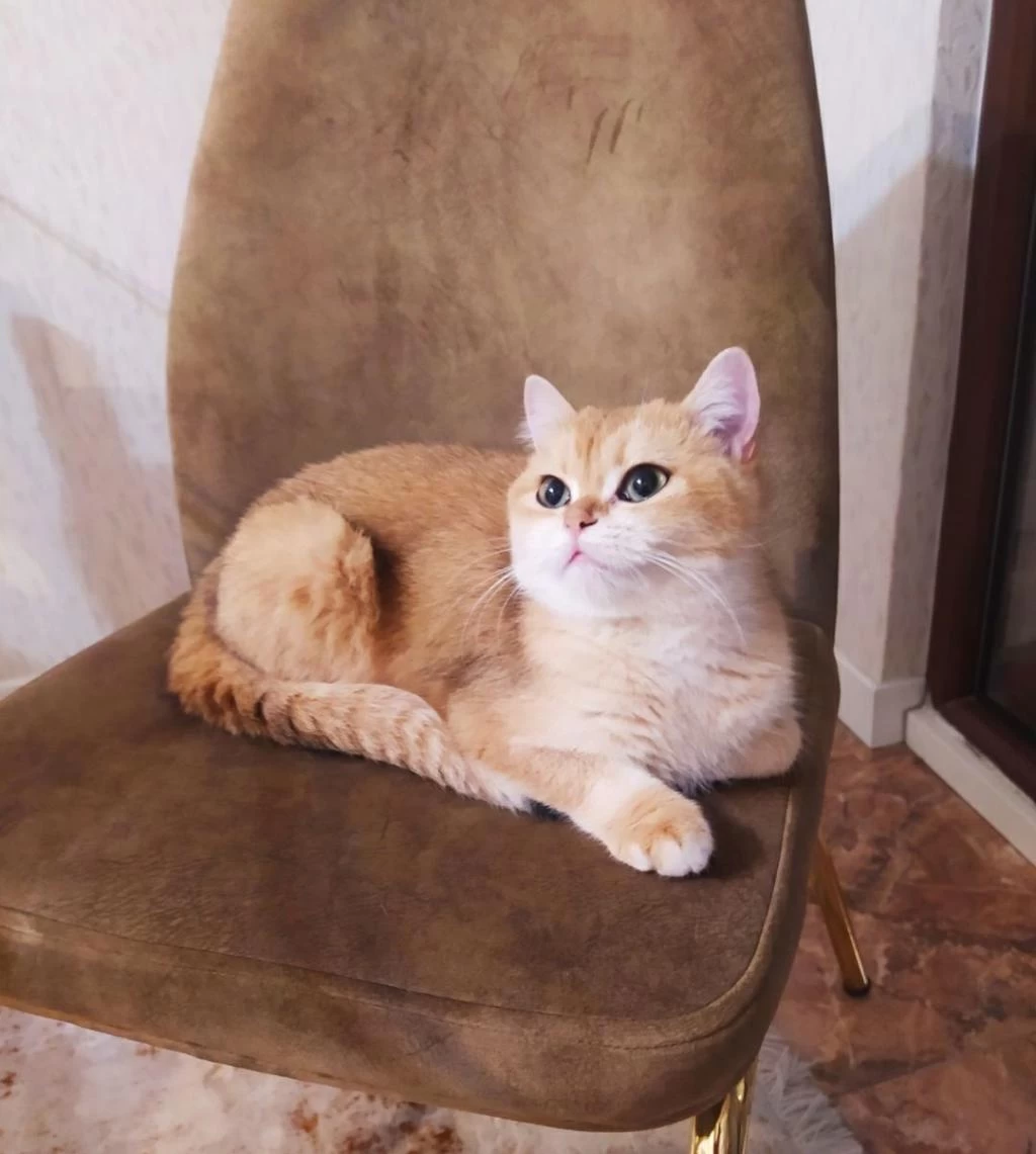 Dişi Ny12 15 Aylık British Shorthair