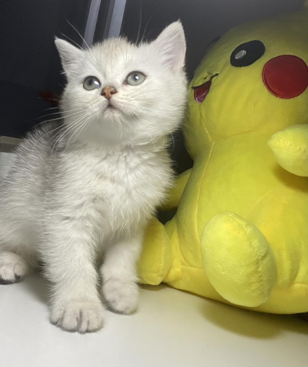 Safkan British Shorthair Dişi Yavru