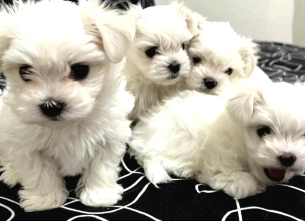 0 Numara Maltese Bebeklerimiz