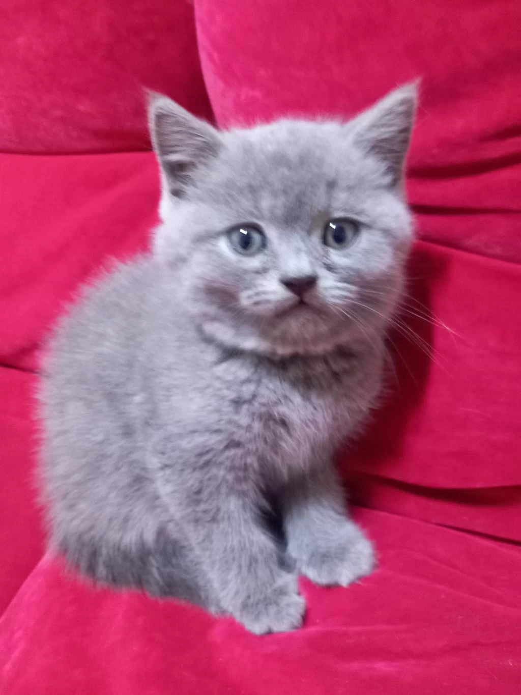 3 Adet Yavru British Shorthair