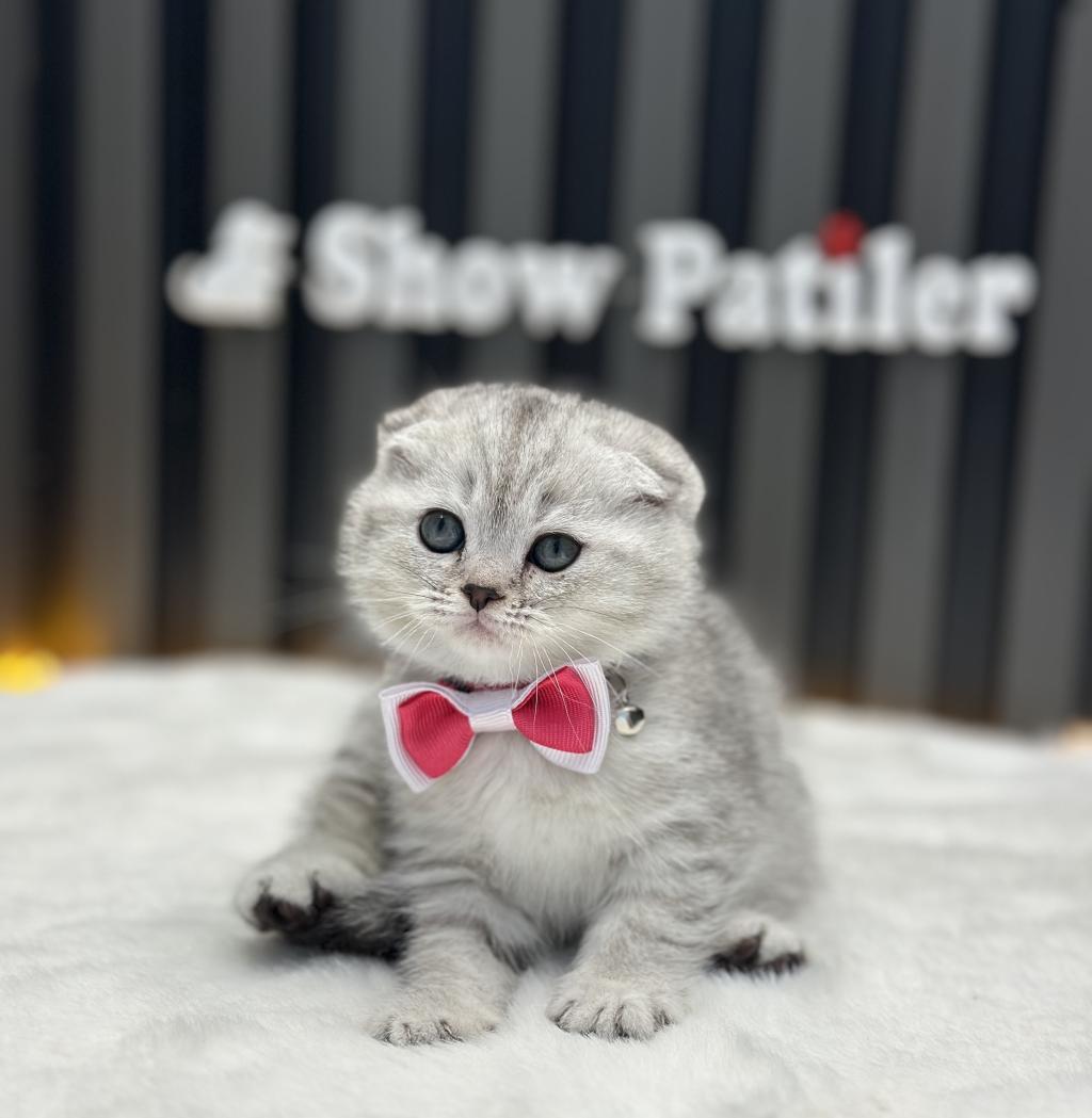 Sifir Kulak Ayı Surat Scottish Fold