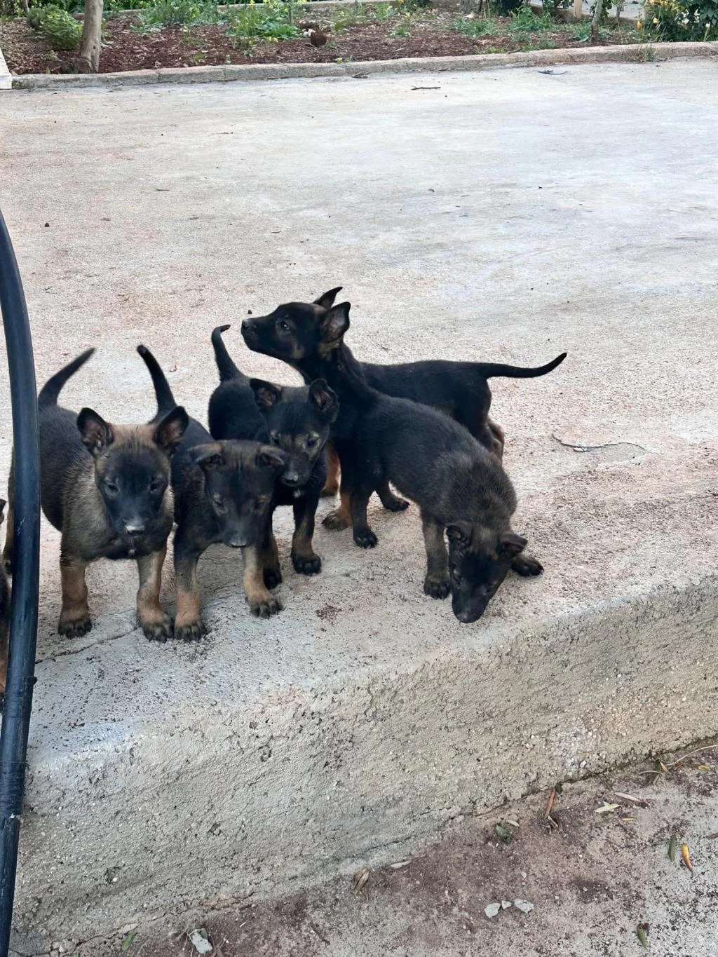 Anne Baba A Kalite Belçika Kurdu Yavrular