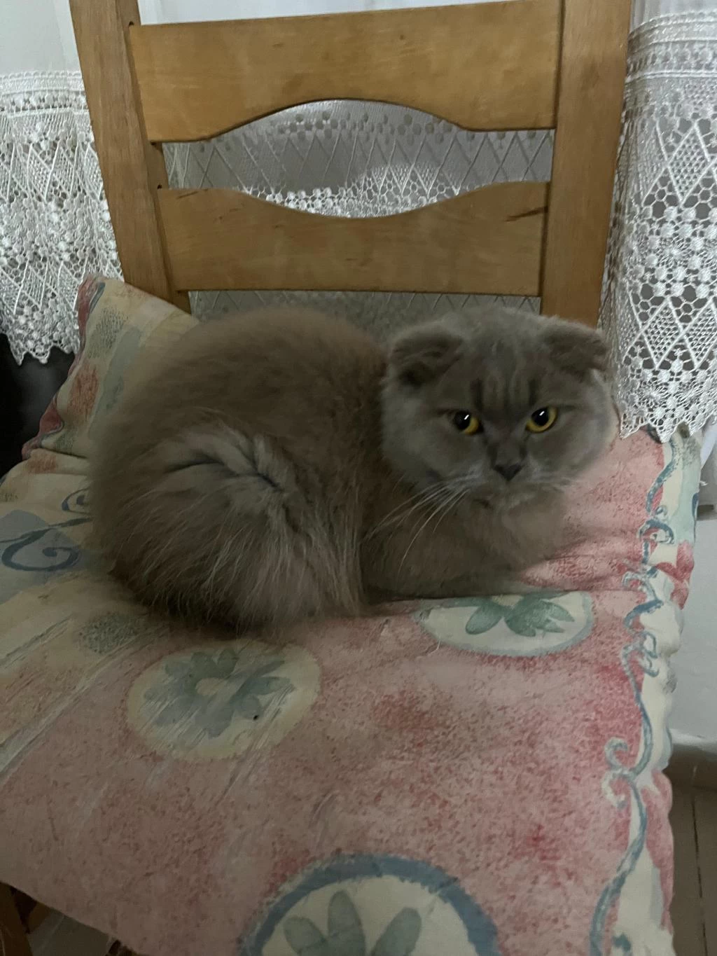 Ücretsiz Sahiplendirme Scottish Fold Kedimiz