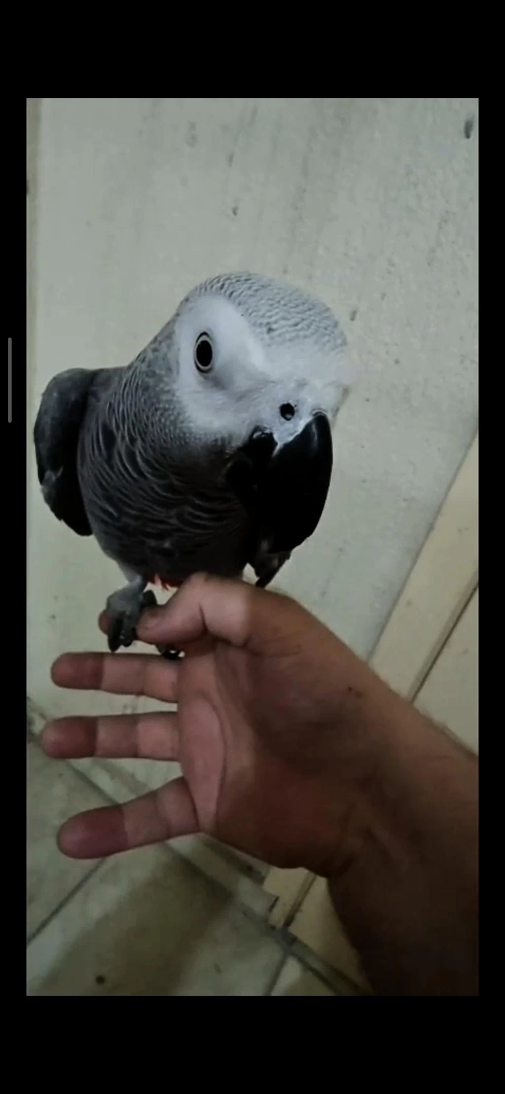 Full Evcil Jako Papağanı