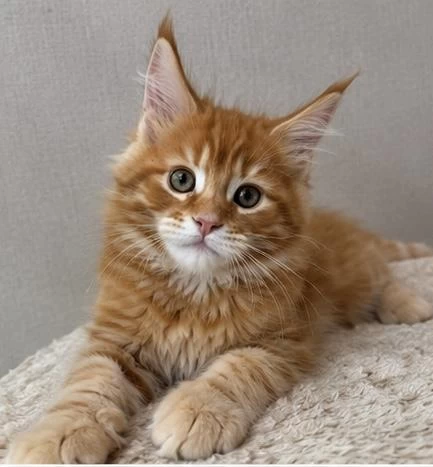Maine Coon Üst Kaliteli Erkek