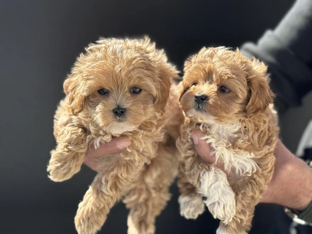 Petmode Köpek Çiftliğinden Kore Tea Cup Maltipoo