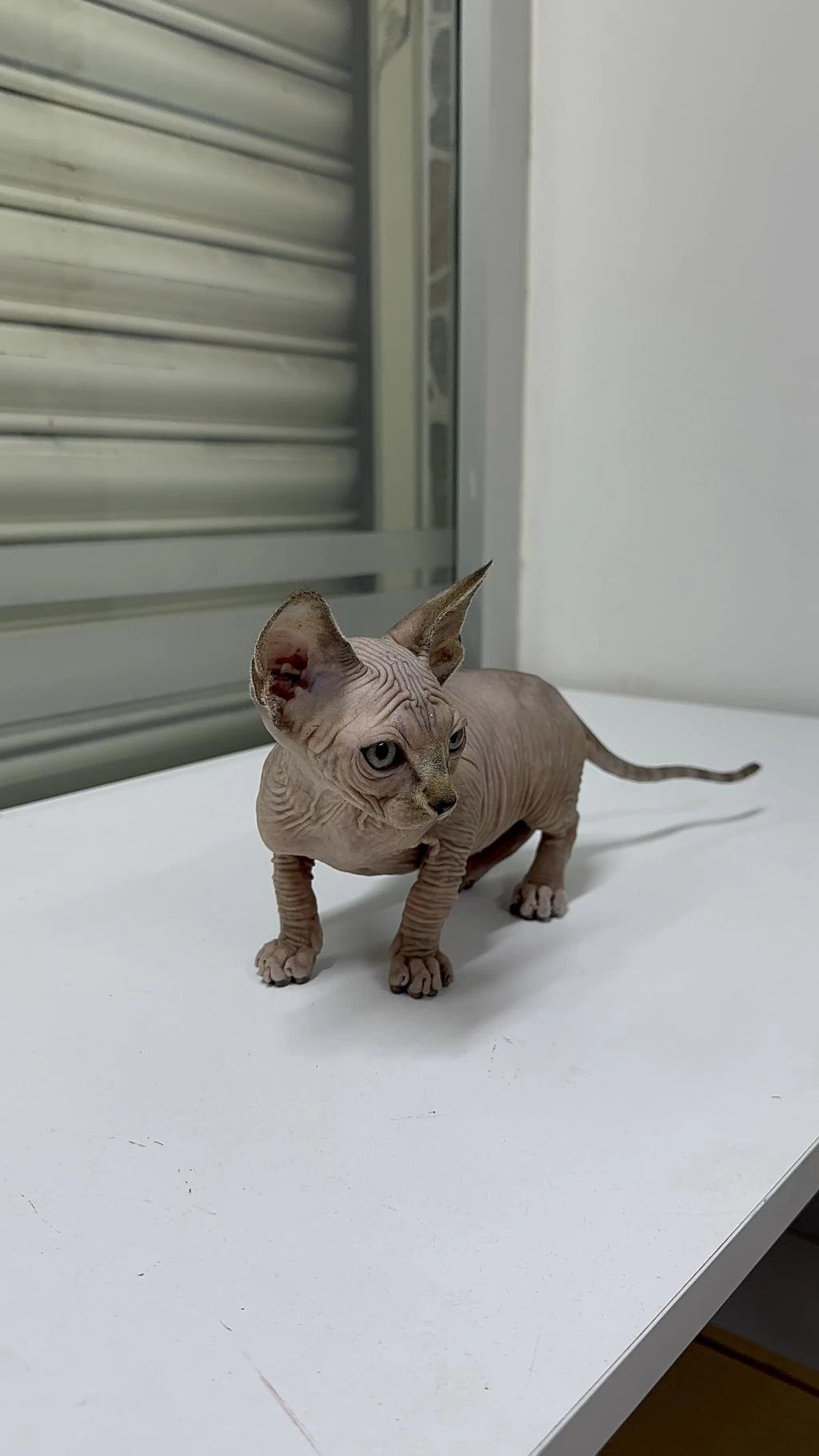 Safkan Kanada Sphynx Kediler