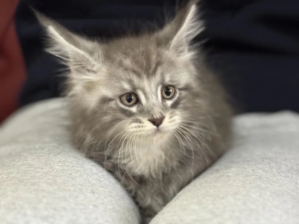 Ankaranın En Kaliteli Şecereli Maine Coon Yavruları