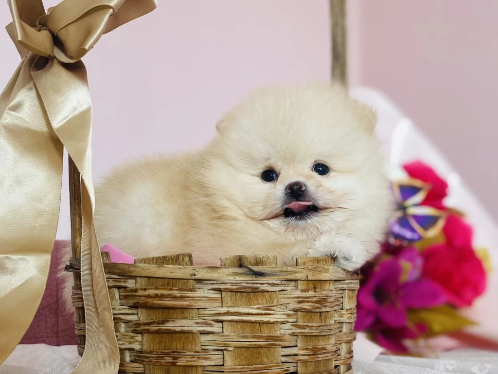 Ayı Surat Pomeranian Yavrular