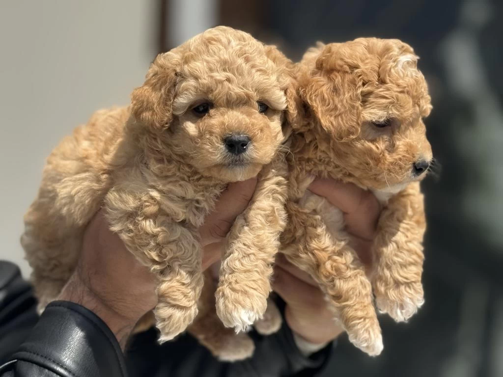 Petmode Köpek Çiftliğinden Tea Cup Kore Maltipoo