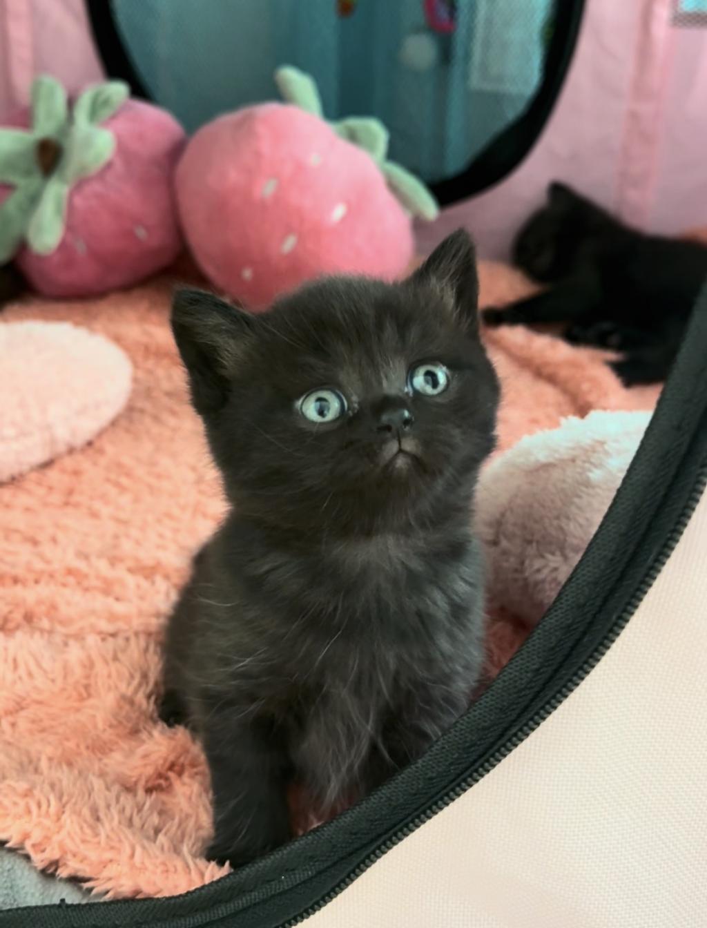 Nadir Siyah British Shorthair Bebeklerim