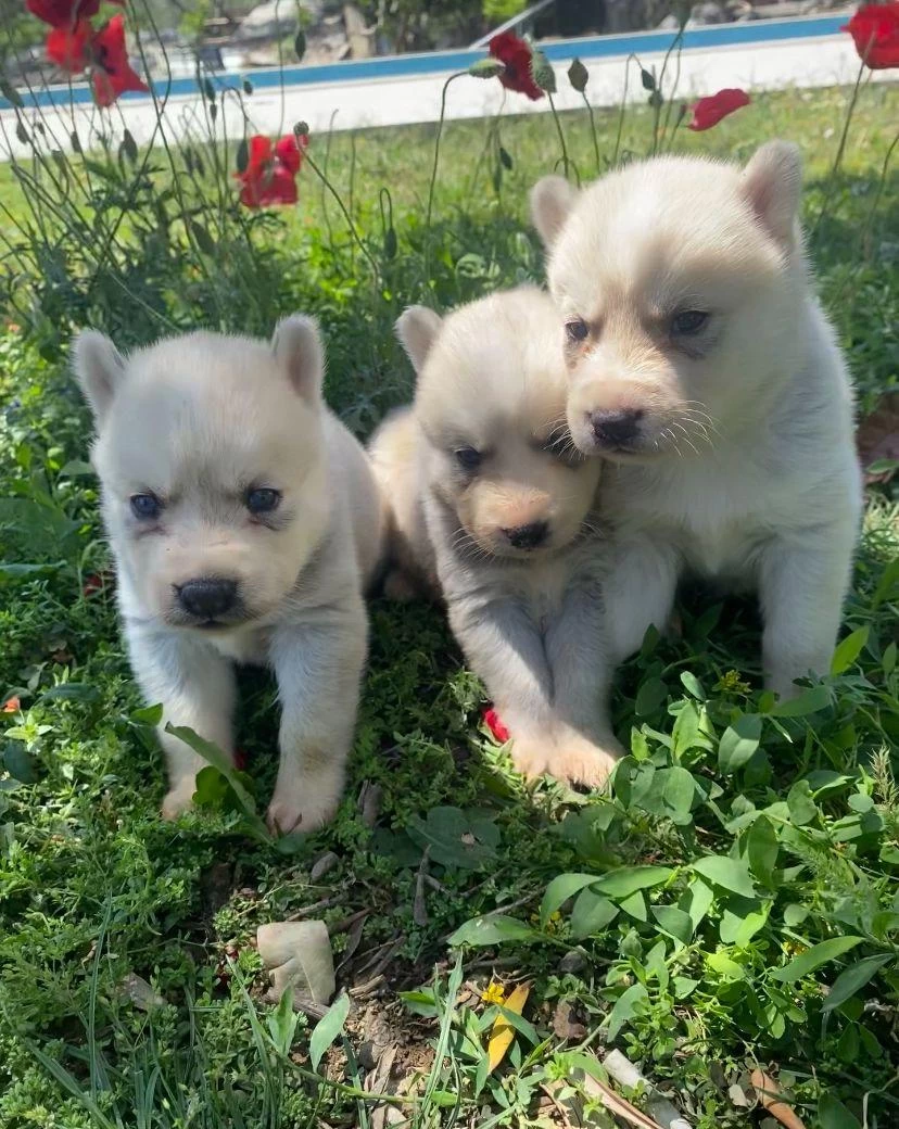 Mavi Gözlü Husky Yavruları