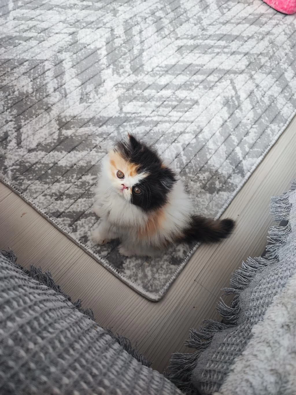 Üst Kalite 0 Burun İran Kedisi Bebekler