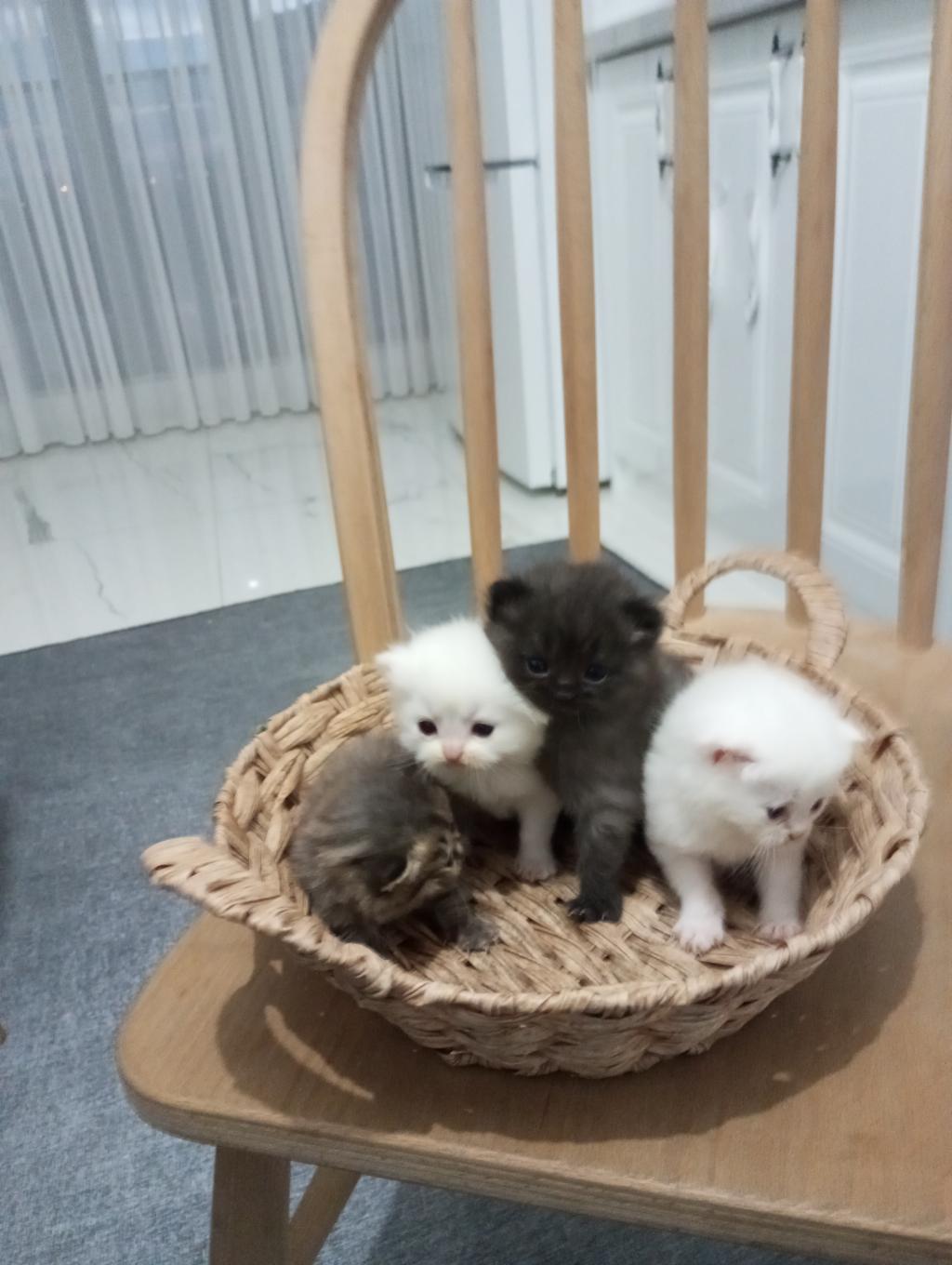 Bayram Şekerleri Kediler Rezerveye Açık
