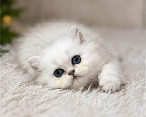 British Longhair Ve Shorthair Silver