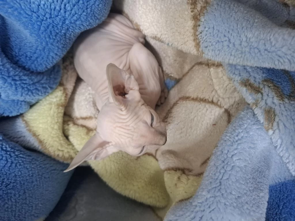 Sphynx 2 Yaş Kızımı Çiftleştirmek İstiyorum