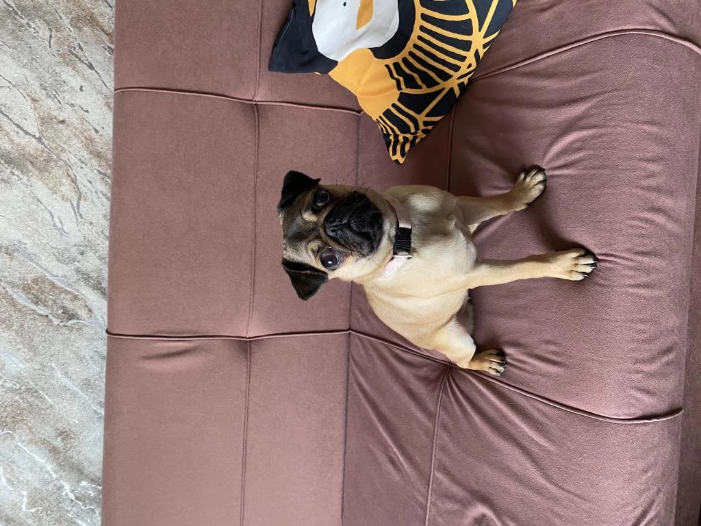 4.5 Aylık Dişi Saf Pug Köpeğim