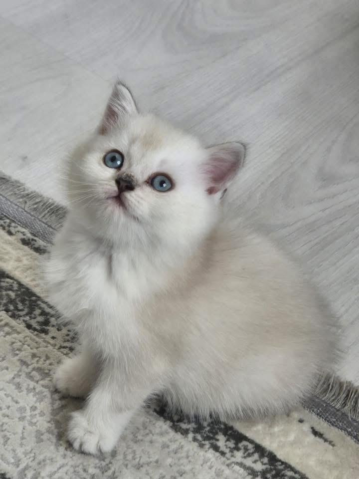 Minik Sevimli Kedilerim