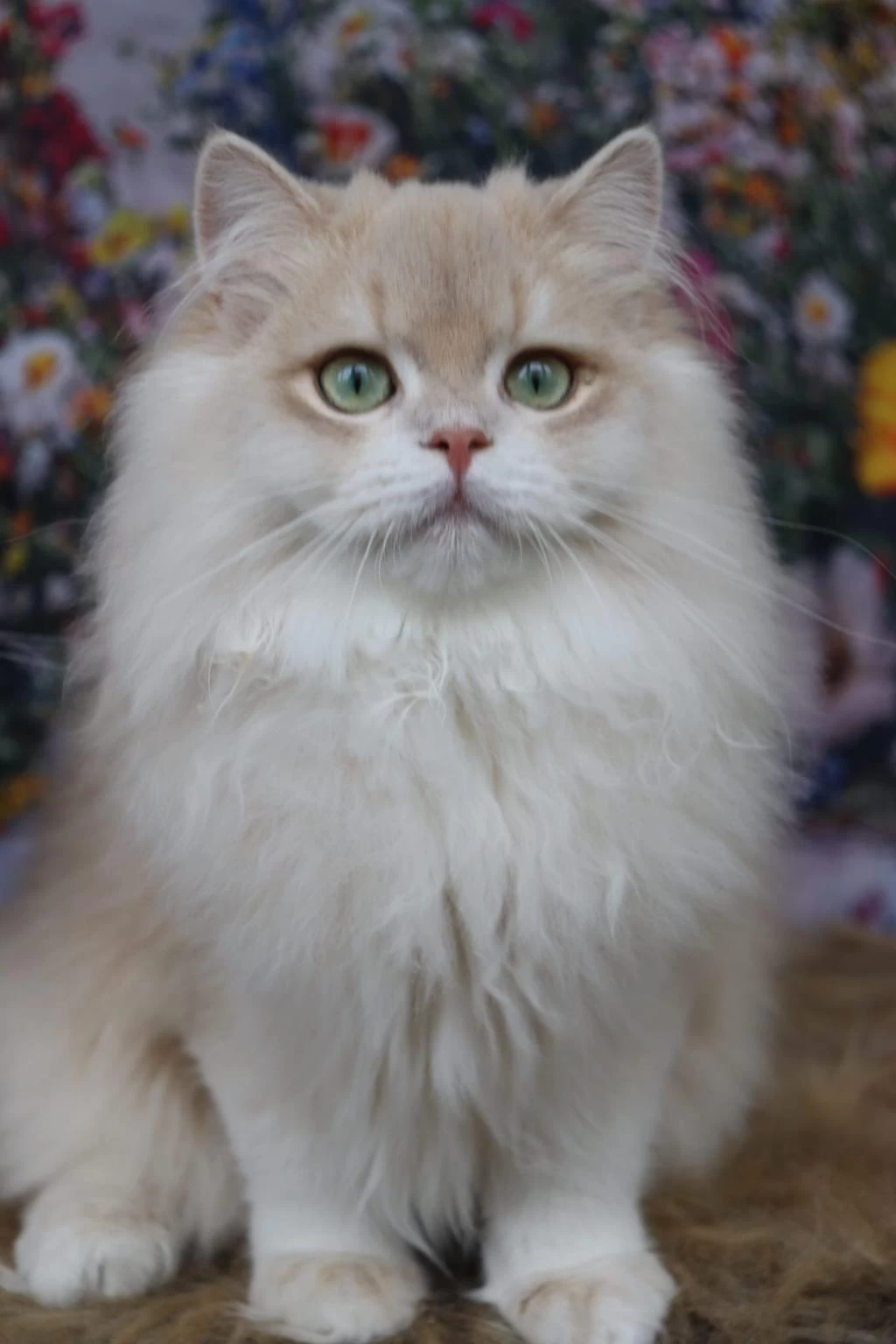British Longhair Erkek