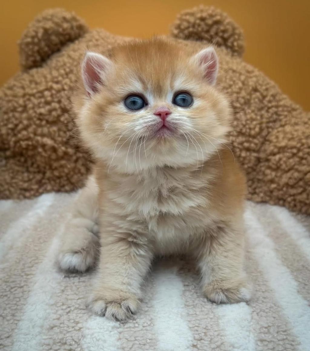 Altın Parıltısı Golden British Shorthair